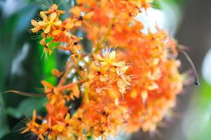 asoka, caesalpiniaceae o Saraca Indica linn o ashoka árbol o Saraca asoca o naranja flor foto