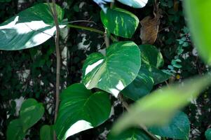 Devils Ivy, Golden Pothos or Hunters Robe or Epipremnum aureum or Araceae photo