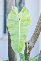 Paraiso Verde or Philodendron paraiso verde or verdant paradise or Philodendron paraiso photo