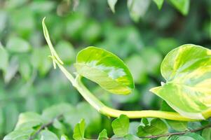 Devils Ivy, Golden Pothos or Hunters Robe or Epipremnum aureum or Araceae photo