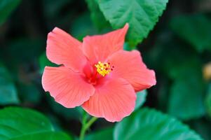 Chinese rose or Hibiscus or Hibiscus rosa sinensis or Hibisceae or Malvaceae , red hibiscus flower photo