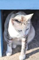 cat or gray cat, Felis catus or Felis catus domestica photo