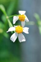 Beggars tick, Bidens Alba, Bidens pilosa or Bidens pilosa L, Black jack or Broom stick or Broom stuff or Cobblers pegs, Devils needles or Hairy beggar ticks or Hairy bidens or Spanish needle photo