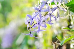 Sandpaper vine, Purple wreath or Queens wreath or purple flower photo