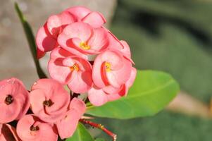 Christ Thorn, Euphorbia milii or Euphorbiaceae photo