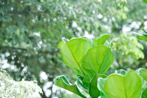 Ficus lyrata Warb, MORACEAE or Fiddle leaf fig photo