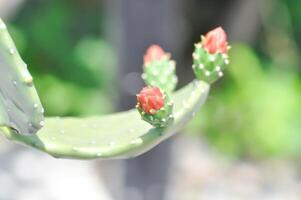 Opuntia cochenilfera, Opuntia o cactus o Opuntia flor foto