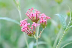 Panamá Rosa ,aracnotryx leucophylla foto