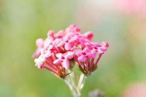 Panamá Rosa ,aracnotryx leucophylla foto