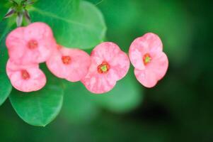 Christ Thorn, Euphorbia milii photo