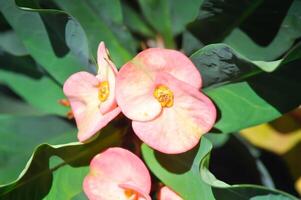 Christ Thorn, Euphorbia milii or pink flower photo