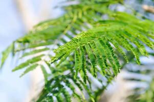 acacia pennata, tropical acacia o alpinismo zarzo o acacia o cha om o fabaceae o leguminosas o mimosoideae o mimosaceae foto