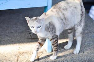 cat or gray cat, Felis catus or Felis catus domestica photo