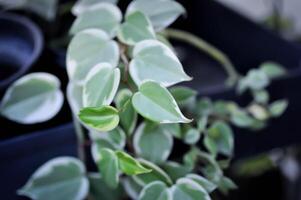 Peperomia scandens or Peperomia, Peperomia Hoffmanii or peperomia nitida or peperomia scandens or Peperomia Scandens Variegata photo