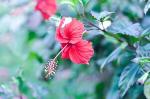 Chinese rose or Hibiscus or Hibiscus rosa sinensis or Hibisceae or Malvaceae , red hibiscus flower photo