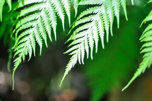 Cyathea caracasana, Cyathea brownii Little Aussie Larrikin Norfolk or Tree Fern or Smooth Tree Fern or fern tree or fern ,Golden Moss or Chain Fern photo