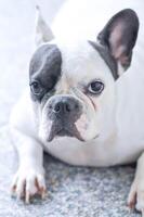 French bulldog , dog or frenchie photo