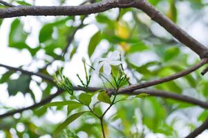 white flowers or gardenia flower photo