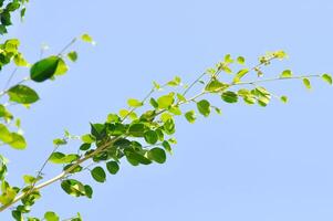 ficus benjamina yo, moráceas o dorado higo o llanto higo y cielo foto