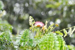 tree and sky background or Rain tree or Samanea saman, LEGUMINOSAE MIMOSOIDEAE and rain drop photo