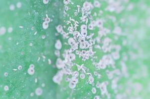 scale insect on cactus or sick cactus photo