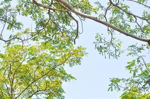 Rain tree or Samanea saman, LEGUMINOSAE MIMOSOIDEAE photo