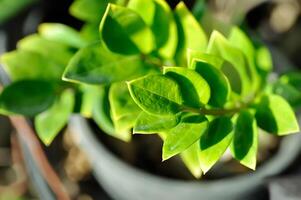 zamioculcas zamifolia , zanzibar joya o aráceas foto