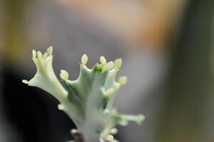 Euphorbia lactea white ghost or Euphorbia or Euphorbia mayurnathanii variegated ,Euphorbia lactea photo