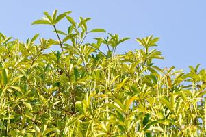 Dita, Devil Tree or Alstonia scholaris or White Cheesewood or Devil Bark or Dita Bark or Black Board Tree and seed in sky background photo