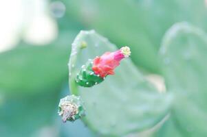 Opuntia cochenilfera, Opuntia o cactus o Opuntia flor foto