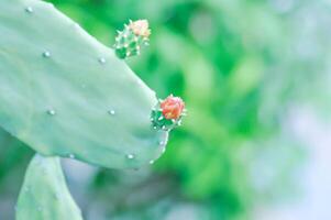 Opuntia cochenilfera, Opuntia o cactus o Opuntia flor foto