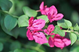 Bougainvillea or paper flower , red paper flower photo