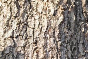 tree bark or bark , Alstonia scholaris or APOCYNACEAE or Devil Tree or White Cheesewood or Devil Bark or Black Board Tree photo