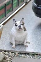 dog or French bulldog or old dog photo