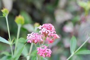 Panamá Rosa ,aracnotryx leucophylla foto