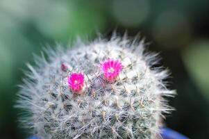 Mammillaria carmenae ,Mammillaria or cactus or succulent or Mammillaria carmenae with pink flower photo