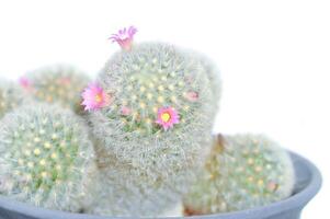 Mammillaria carmenae mammillaria o cactus o suculento o Mammillaria carmenae con rosado flor foto