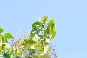 tectona grandes, teca o lamiaceae o teca planta o teca semilla foto