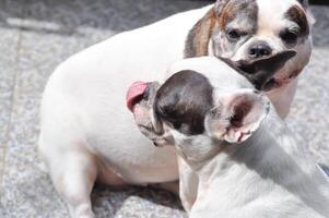 francés buldog ,inconsciente perro o poner en lengua perro foto