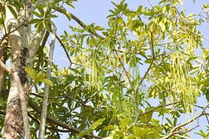 dita, diablo árbol o Altonia Scholaris o diablo árbol semilla y cielo foto