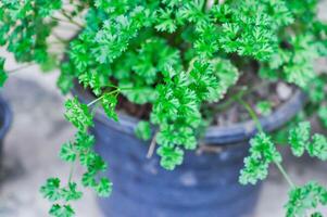 Coriander ,Coriandrum sativum L or APIACEAE or UMBELLIFERAE plant photo