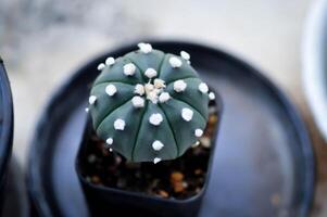 cactus en el flor maceta o astrophytum foto