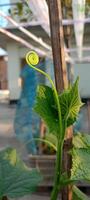 Beautiful vegetable tree photo