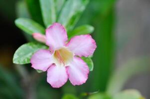 pink bignonia or desert rose photo