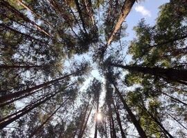 Green summer forest background. High trees perspective view from the ground photo