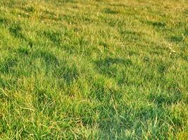 Green grass background close view, spring grass field photo