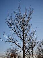 verano árbol en el Dom rayos foto