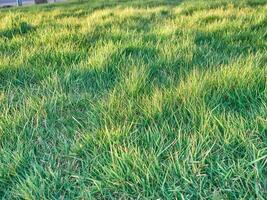 Green grass background close view, spring grass field photo