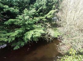 Green forest and a lake natural background photo