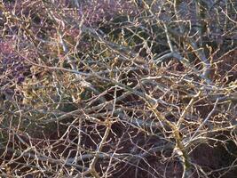 Summer tree branches in the sun rays photo